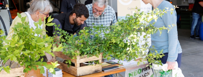 Bild von der Neophyten-Tauschaktion im Jahr 2025