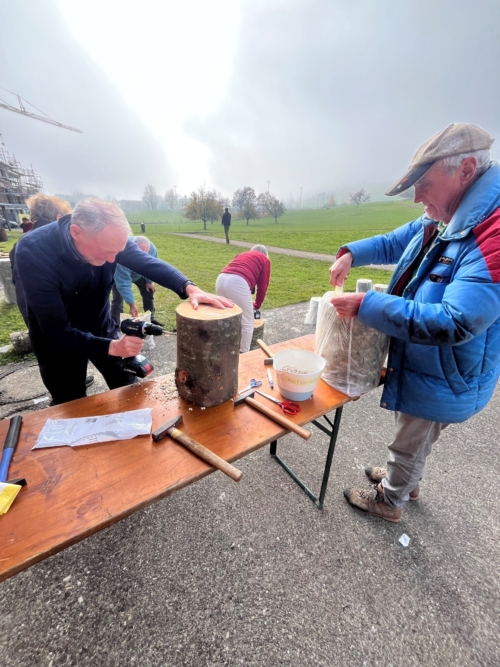 Impfen der Baumstrünke mit Pilzen am Kurs in Kirchberg