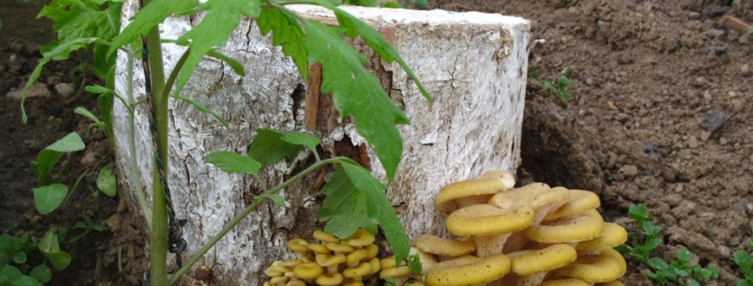 Limonenseitlinge an einem Baumstrunk
