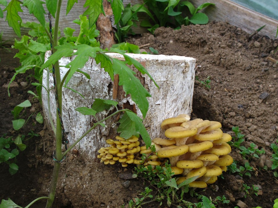 Limonenseitlinge an einem Baumstrunk