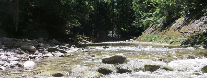 Fluss in steinigem Bachbett im Wald