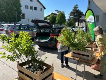 Menschen bringen Neophyten zum Tausch gegen einen einheimischen Strauch